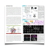 AACR 2022 – Mapping the cellular architecture of the tumor microenvironment by integrating hyper¬plex immunofluorescence and automated image analysis
