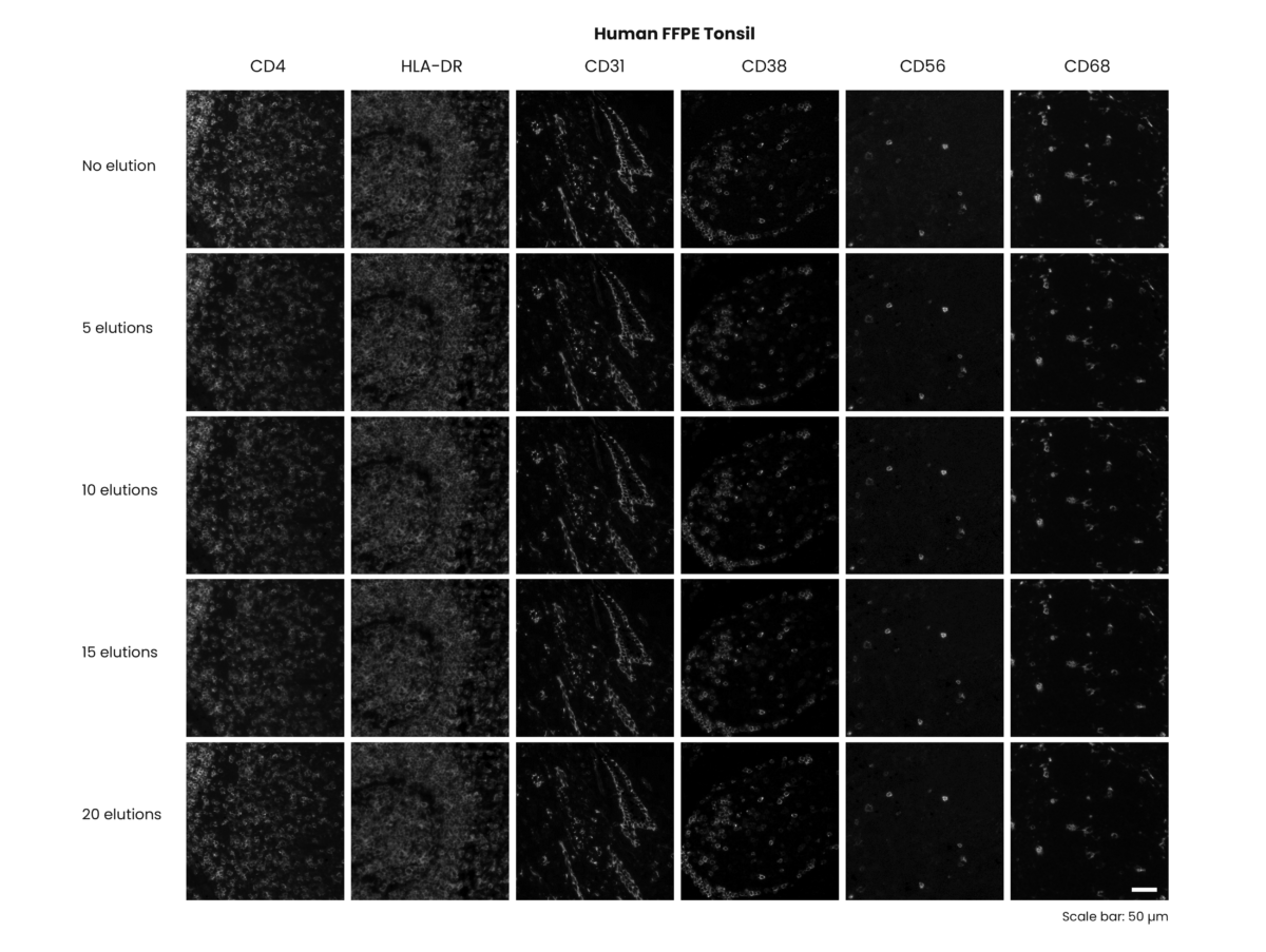 Advancing Efficient Antibody Elution, Epitope Integrity And Tissue 