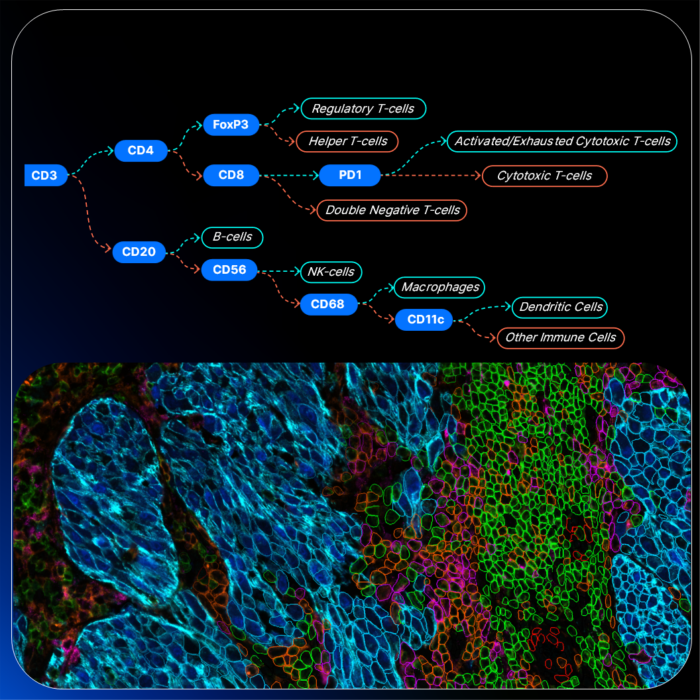 Blog: Accelerating Immuno-Oncology Research With A Pre-Configured HORIZON™ Image Analysis Workflow For SPYRE™ Antibody Panels